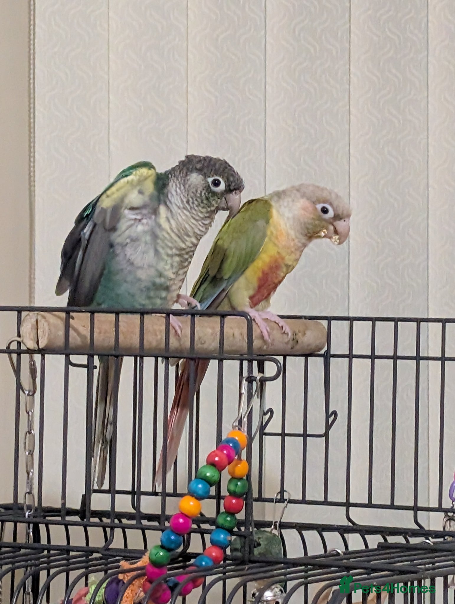 Conures birds 2 tamed green cheek conures  - Advert 1