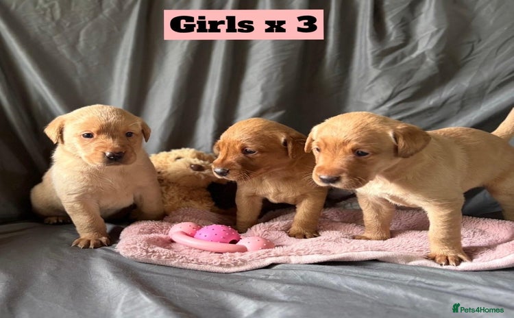 Labrador Retriever dogs - Advert 3