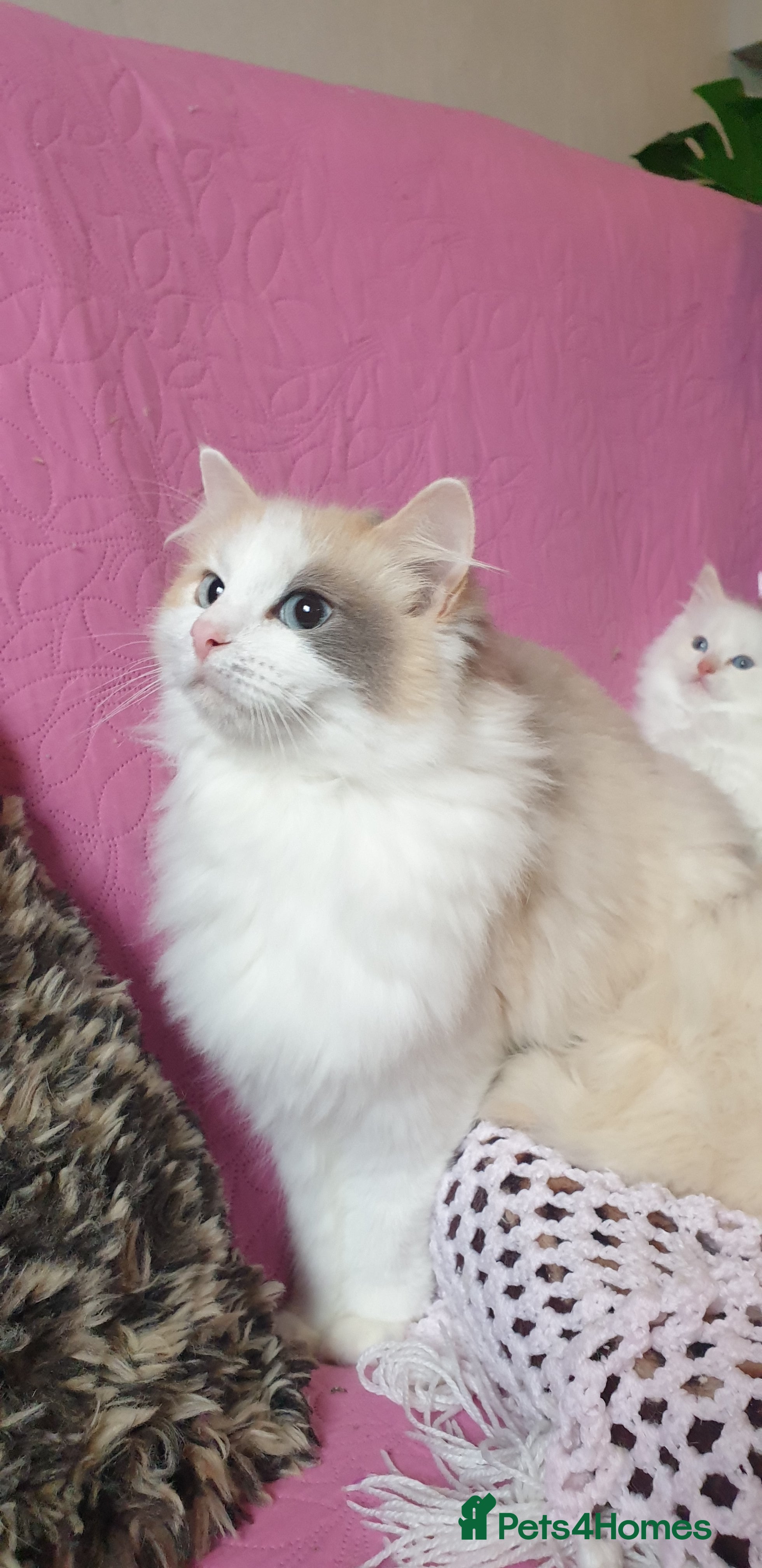 Ragdoll cats 💖Beautiful GCCF Registered Ragdoll Kittens. - Advert 2