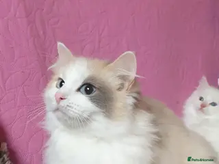 Ragdoll cats 💖Beautiful GCCF Registered Ragdoll Kittens. - Advert 1