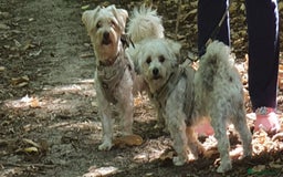 Yochon dogs for sale:  Bichon Frisé x Yorkshire Terrier males - Image 2