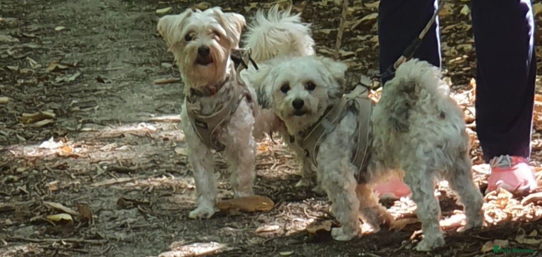 Yochon dogs for sale:  Bichon Frisé x Yorkshire Terrier males - Image 2