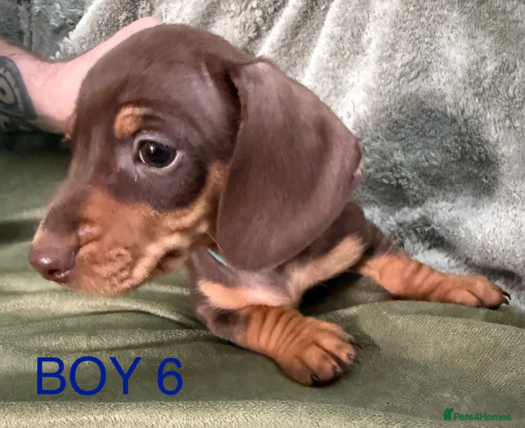 Miniature Dachshund dogs for sale: Beautiful Miniature Dachshund puppies - Advert 10