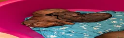 Miniature Dachshund dogs for sale: Miniature Dachshund  - Advert 3