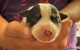 Jack Russell dogs for sale: Bred From Health Tested Parents - Image 11