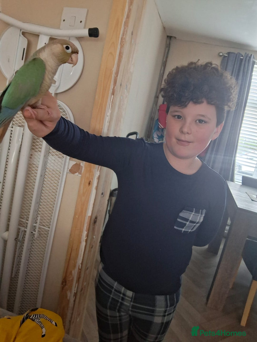 Conures birds for sale: Female conure  - Image 5
