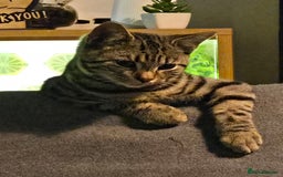 Bengal cats for sale: 3 part bengal boys - Advert 6