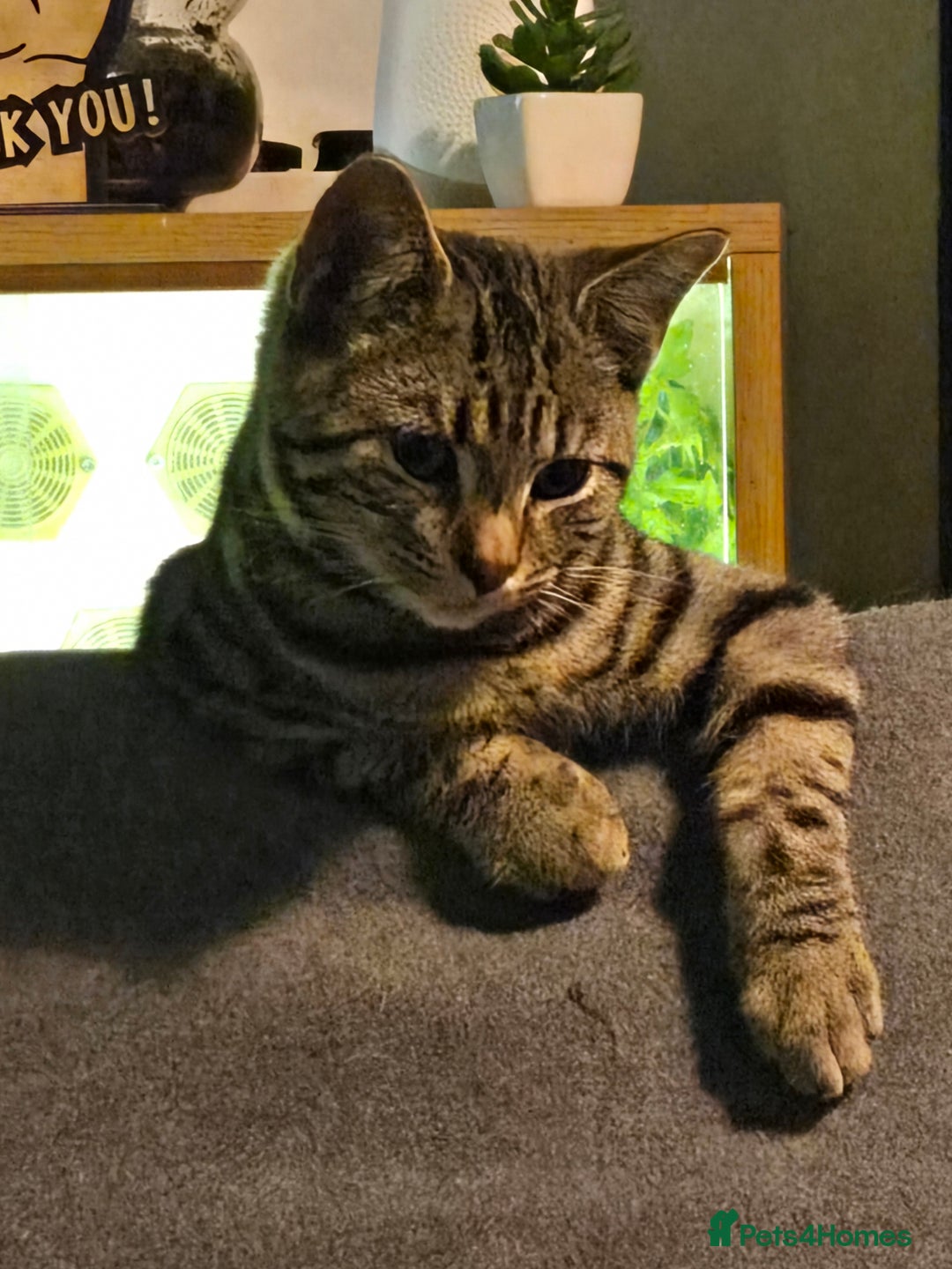 Bengal cats for sale: 3 part bengal boys - Advert 6