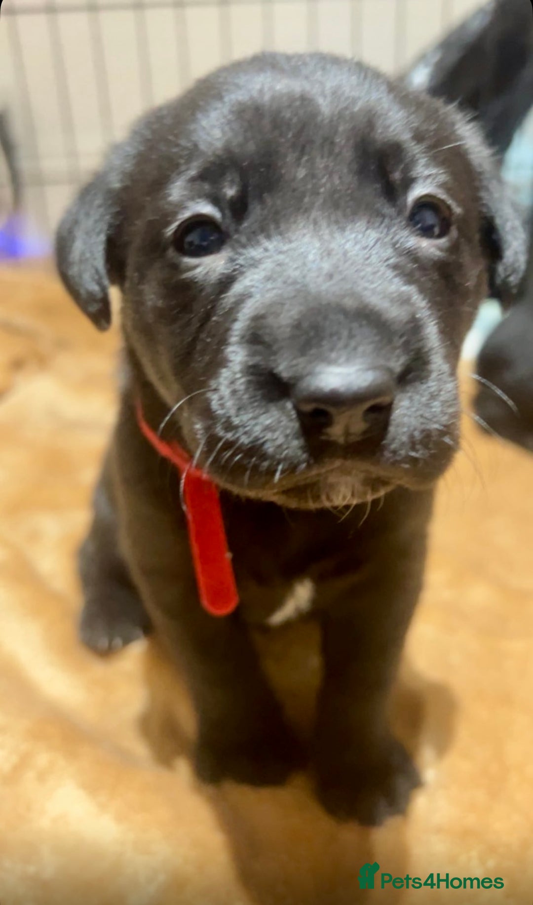 Mixed Breed dogs for sale: Gorgeous Kelpador puppies.  - Advert 8