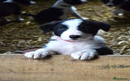 Border Collie dogs for sale: collie pups for working homes - Advert 9