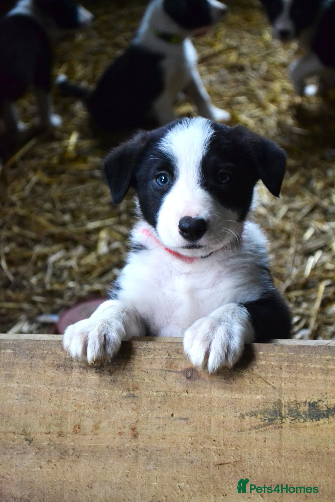 Border Collie dogs for sale: collie pups for working homes - Advert 9