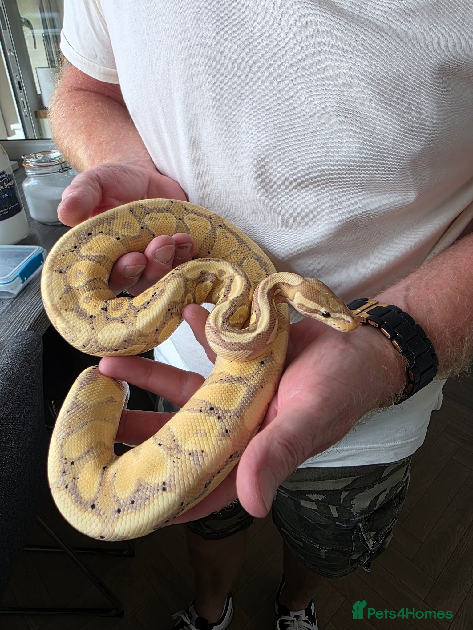 Python Snake reptiles Banana cinnamon mojave toyal python and viv - Advert 6