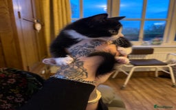 Mixed Breed cats for sale: 8 week old kittens - Image 2