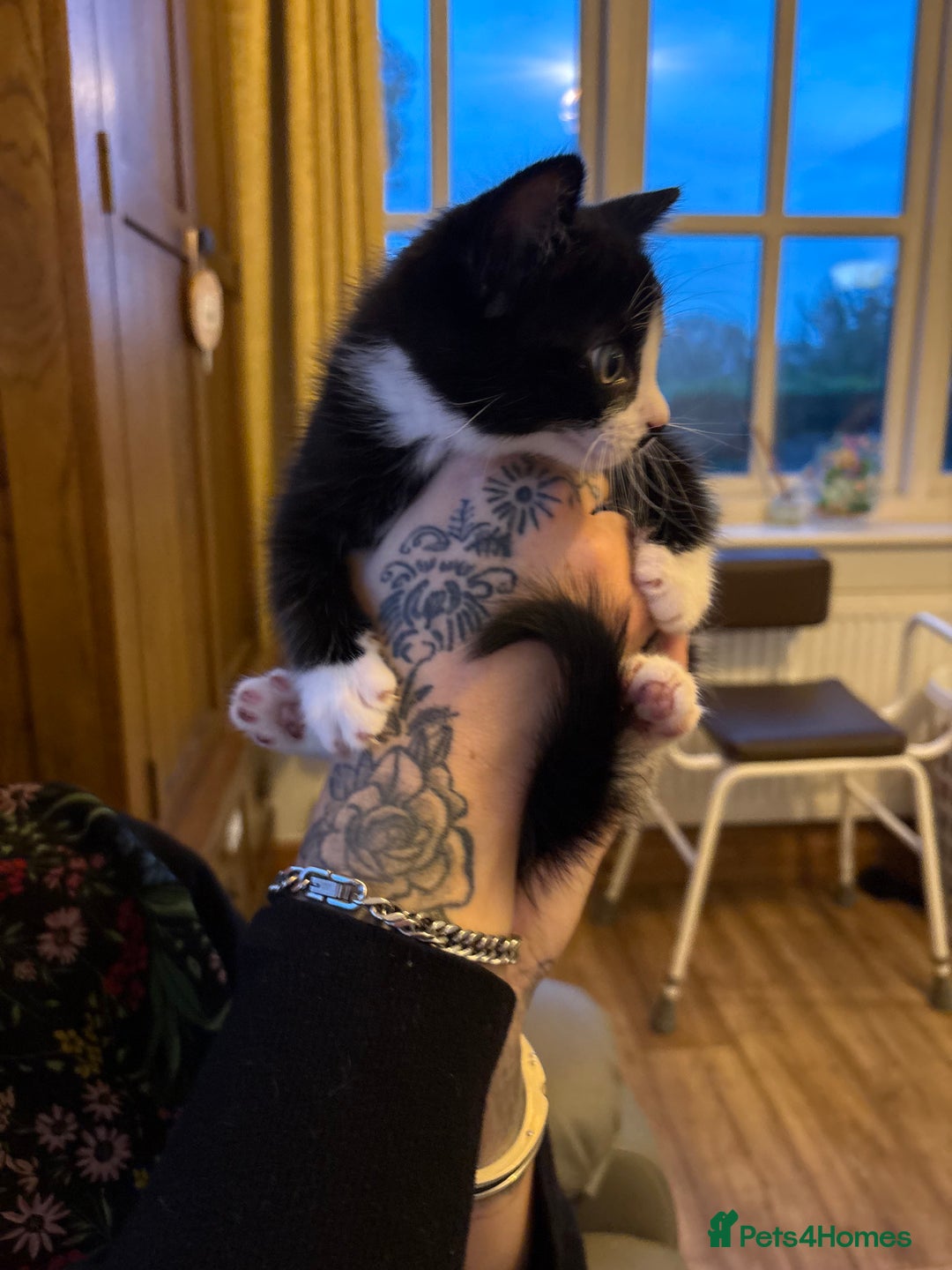 Mixed Breed cats for sale: 8 week old kittens - Image 2
