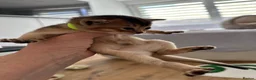 Abyssinian cats for sale: Abyssinian kittens 🌟😻🌟 - Advert 21