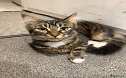 Mixed Breed cats for sale: Mixed tabby long fur - Image 1