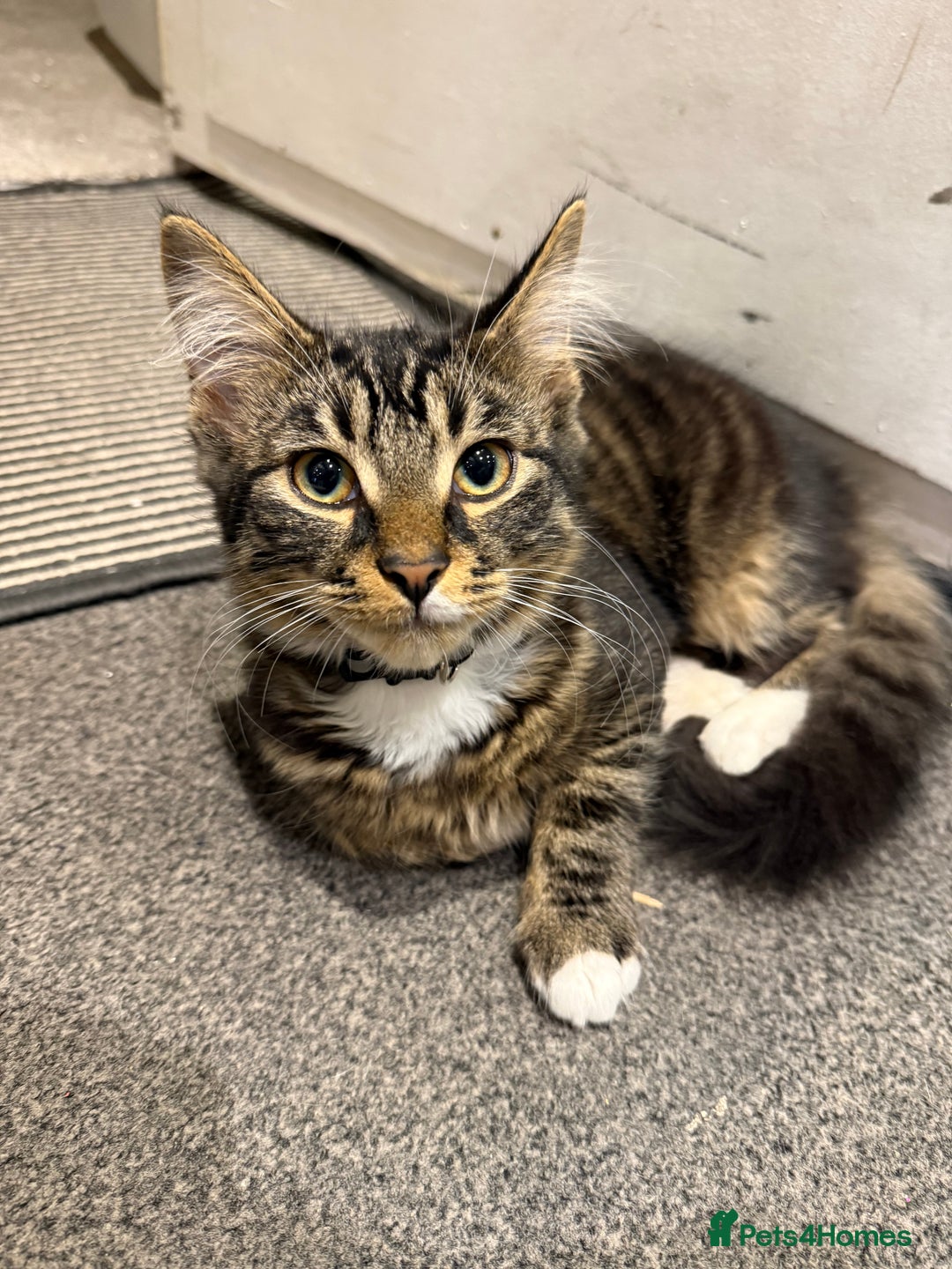 Mixed Breed cats for sale: Mixed tabby long fur - Image 1