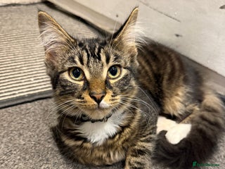 Mixed Breed cats - Advert 19