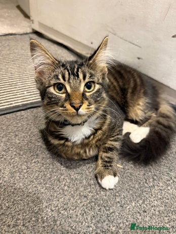 Mixed Breed cats - Advert 1