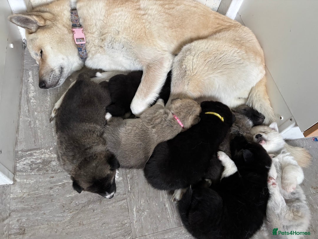 Huskita dogs for sale: Huskita puppies - Advert 4