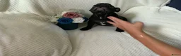 French Bulldog dogs for sale: KC registered adorable french bulldog boy  - Advert 19