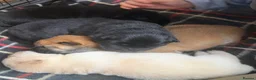 Chow Chow dogs for sale: Chow chow puppy - Advert 4
