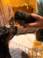 Miniature Dachshund dogs - Advert 2