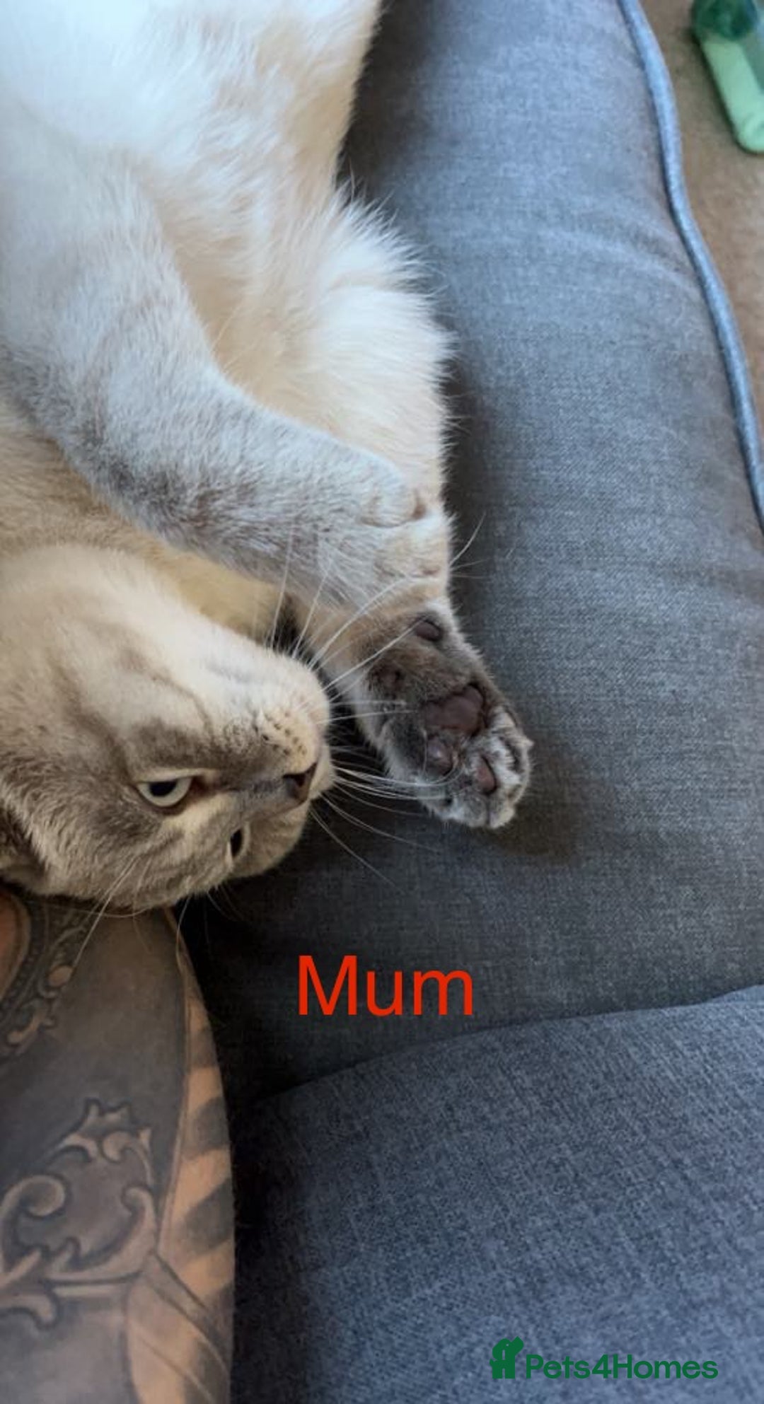 British Shorthair cats for sale: Beautiful bsh lilac kittens  - Image 6