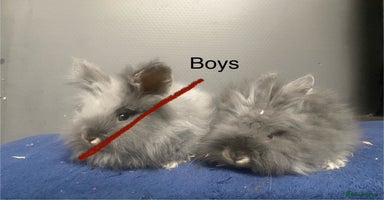 Lionhead rabbits - Advert 4