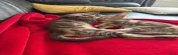 Mixed Breed cats for sale: Beautiful Tabby Kittens - Advert 11