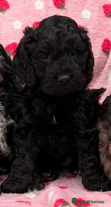 Cockapoo dogs F1 Cockapoo Puppies - Advert 1