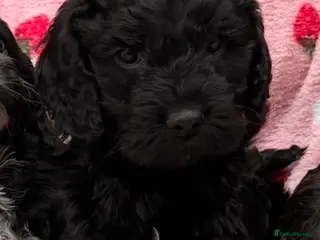 Cockapoo dogs F1 Cockapoo Puppies - Advert 1