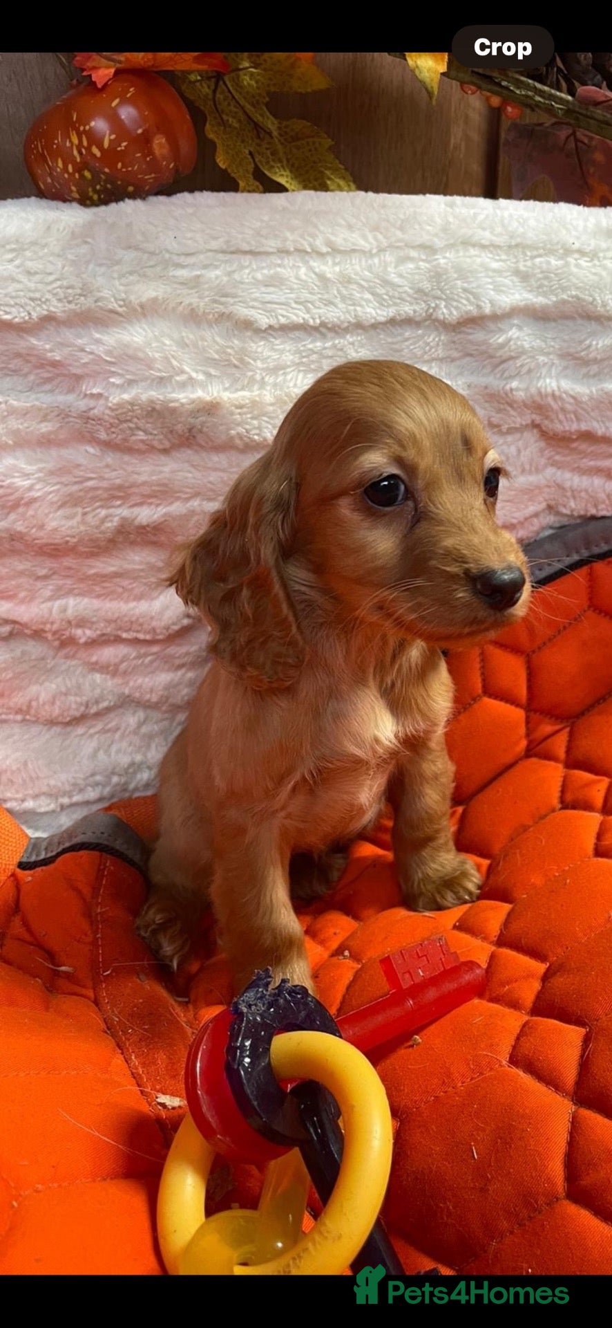 Cocker Spaniel dogs for sale:  cocker spaniel  - Advert 1