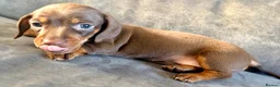 Miniature Dachshund dogs for sale: Chocolate & tan short hair miniature dachshund  - Advert 25