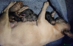 French Bulldog dogs for sale: Gorgeous french bulldogs - Image 30