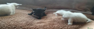 Siamese 1