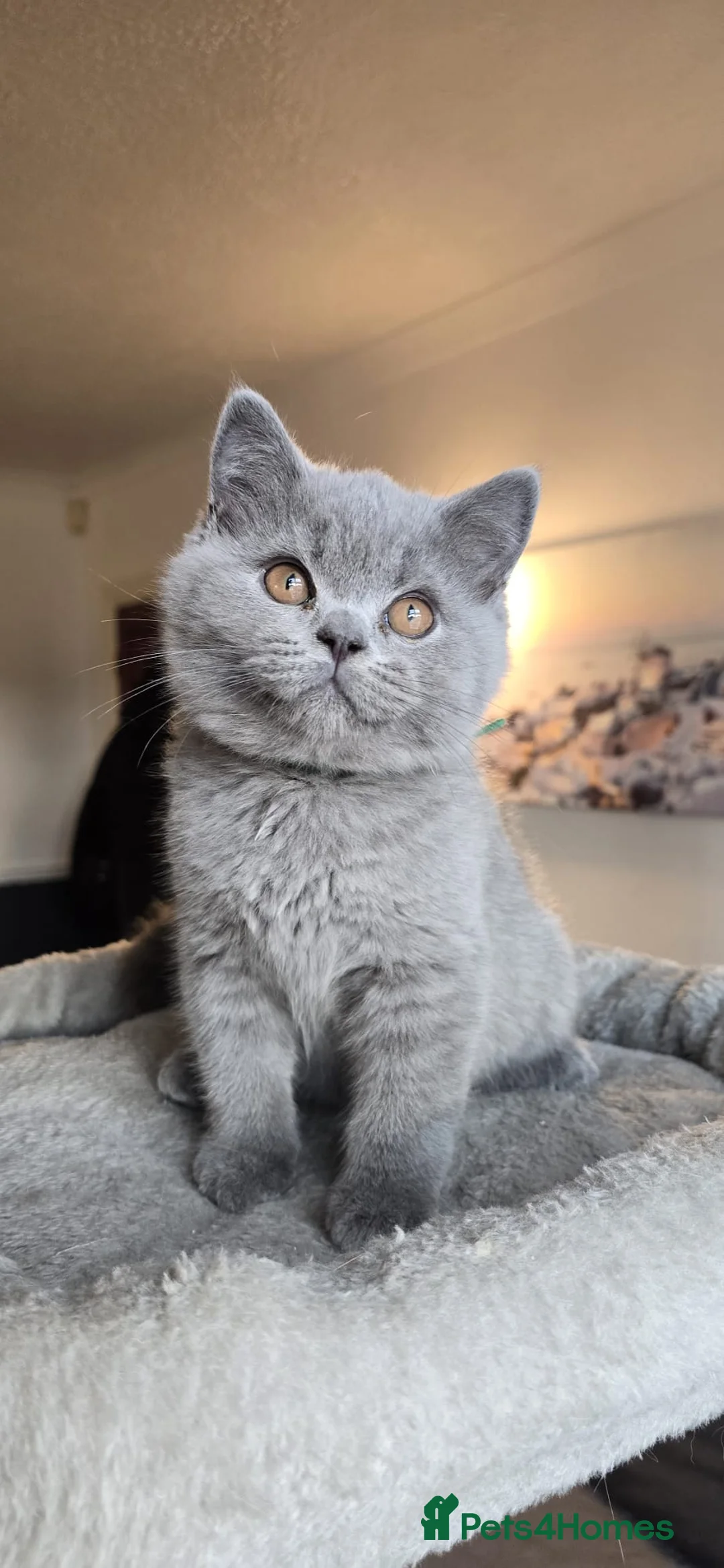 British Shorthair cats for sale: Beautiful GCCF registered british shorthair boys. - Advert 7
