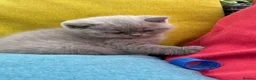 British Shorthair cats for sale: British Shorthair Kittens - GCCF - Advert 21
