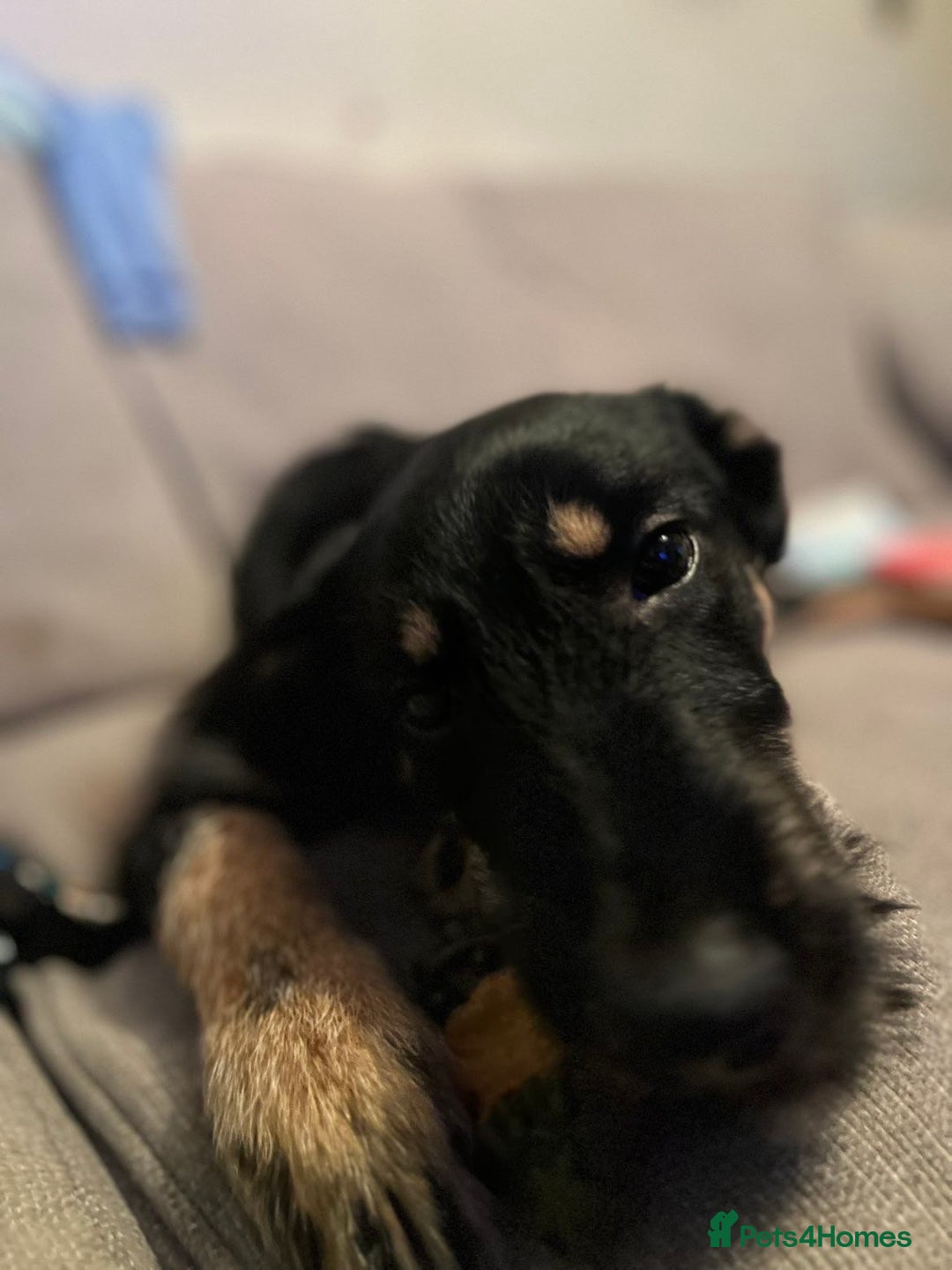 Huntaway dogs for sale: Huntaway dog for sale  - Advert 3