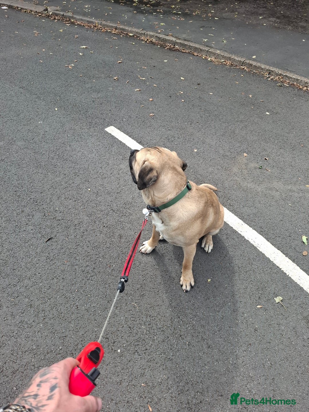 Cane Corso dogs for sale: Cane corso  - Image 5