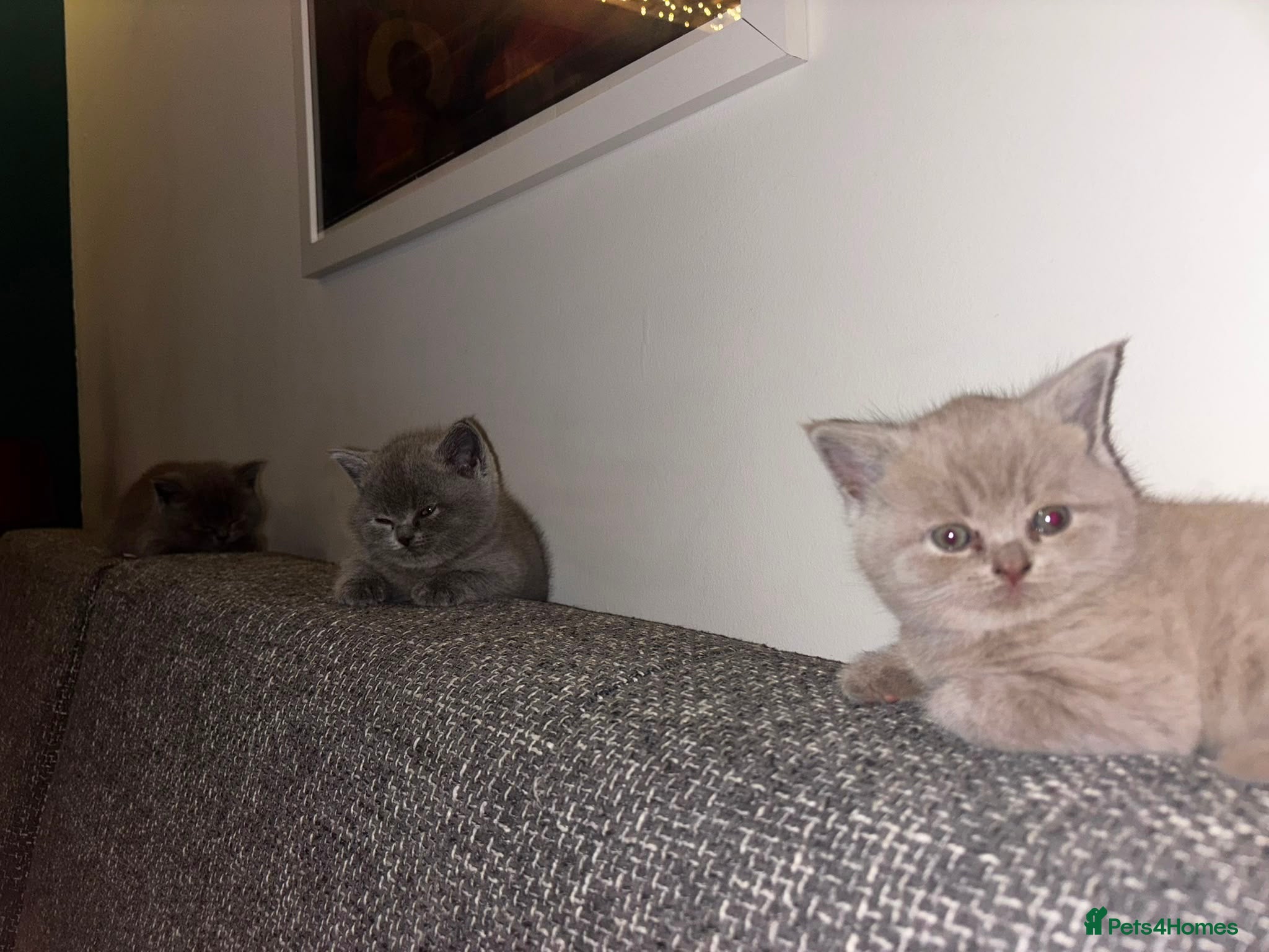 British Shorthair cats for sale: Gorgeous BSH female kittens for sale - Advert 5