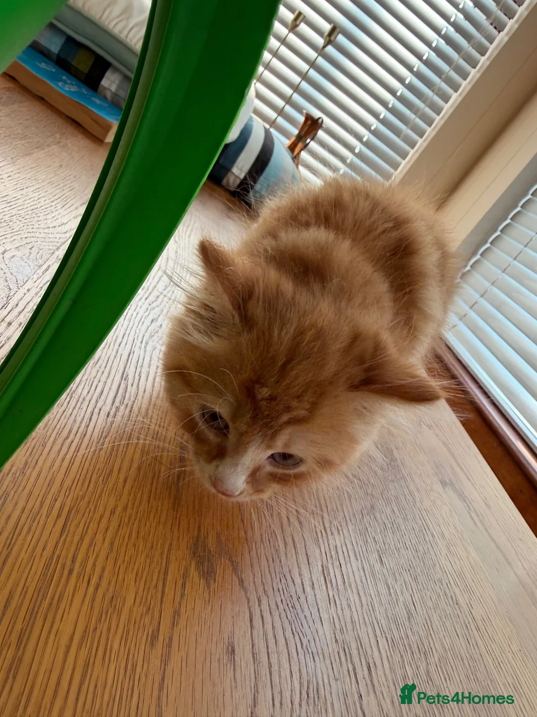 Mixed Breed cats for sale: Beautiful kittens for sale !! in Girvan - Advert 27