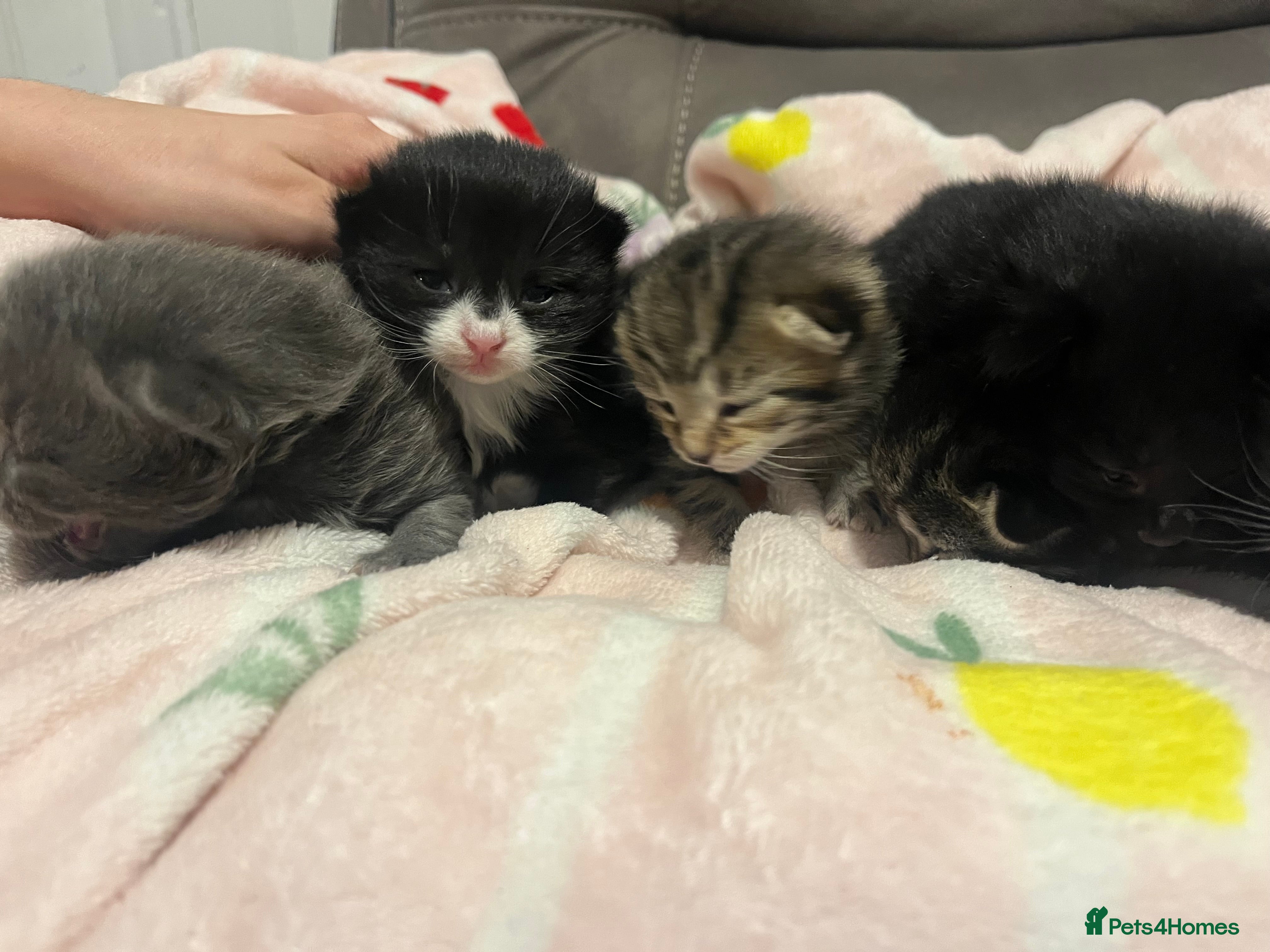 Mixed Breed cats Persian X kittens - Advert 7