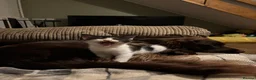 Mixed Breed cats for sale: Kittens  - Advert 3