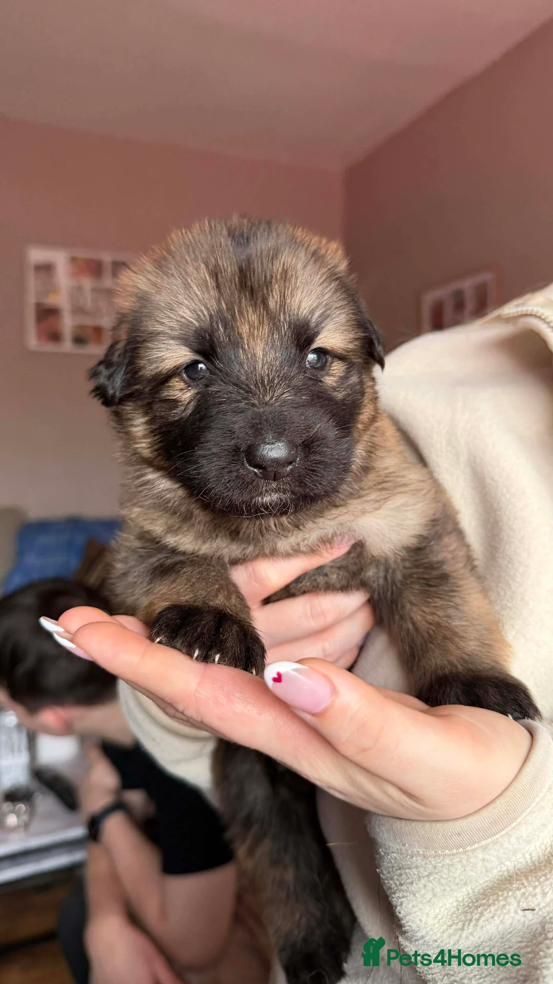 German Shepherd dogs for sale: German Shepherd Puppies - Advert 13