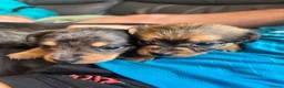 Mixed Breed dogs for sale: Dauschund x Pomeranian  in Wells-next-the-Sea - Advert 5