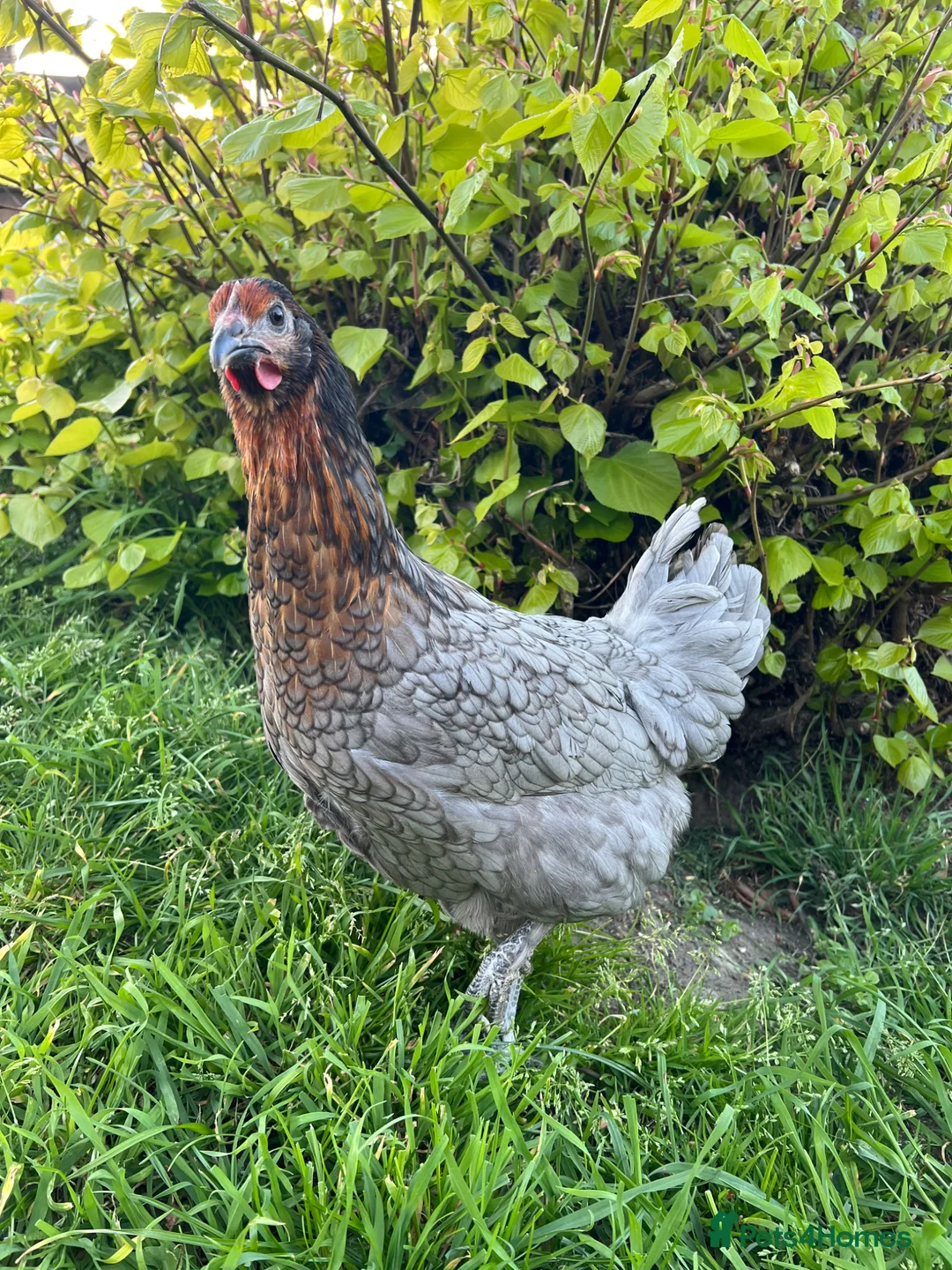 Chickens poultry for sale: 11x POL Hybrid Hens for sale in Hounslow! - Advert 2