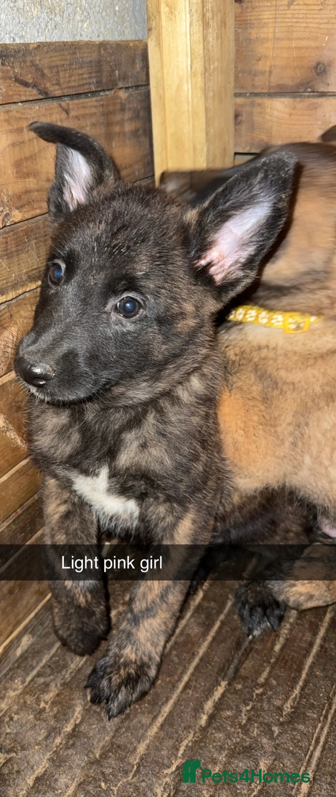 Belgian Shepherd Dog dogs for sale: Belgium malinos cross Dutch Herder puppies  - Advert 2