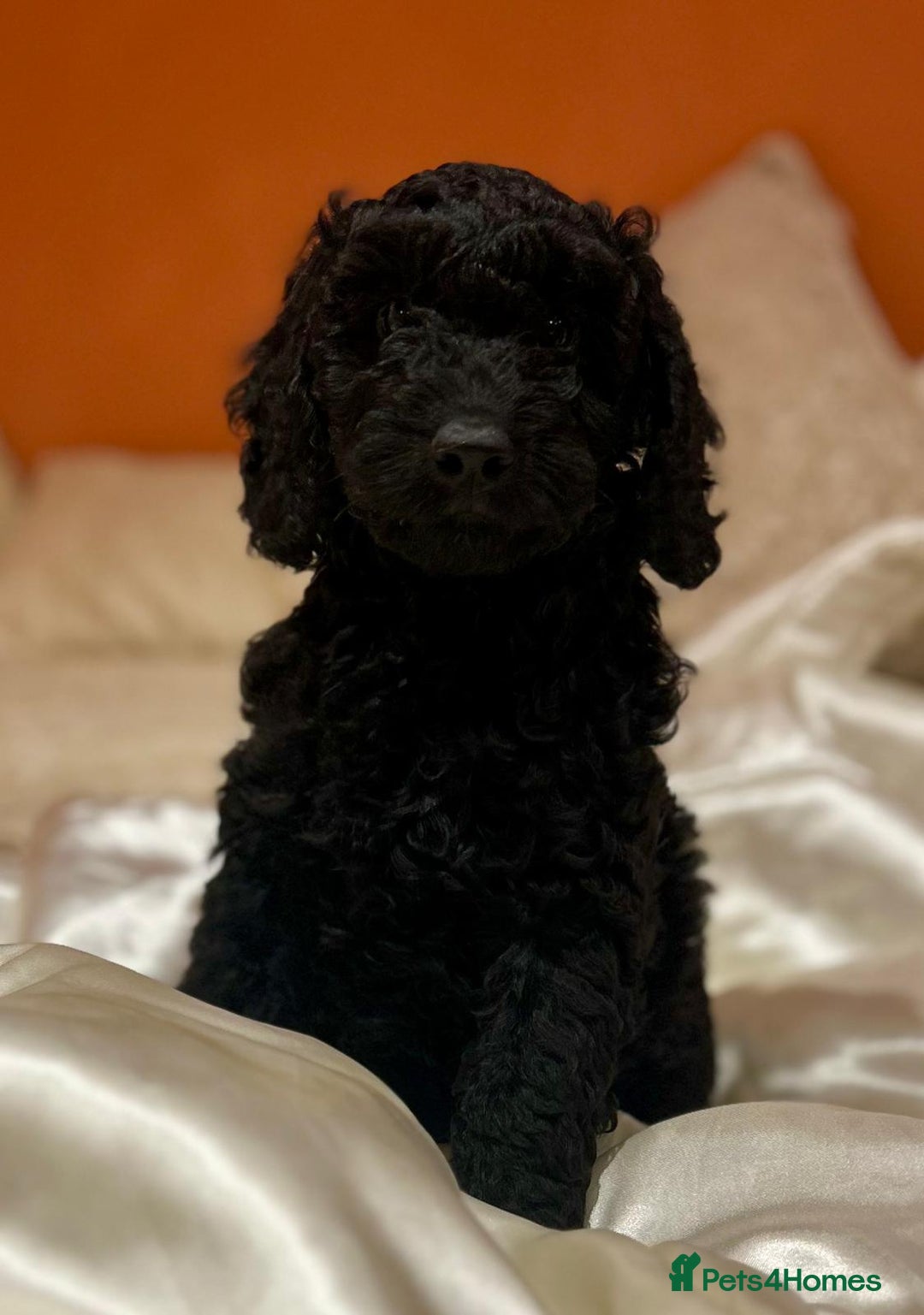 Cockapoo dogs for sale: Stunning F1b cockerpoo male - Advert 4