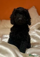 Cockapoo dogs Stunning F1b cockerpoo's males - Advert 6